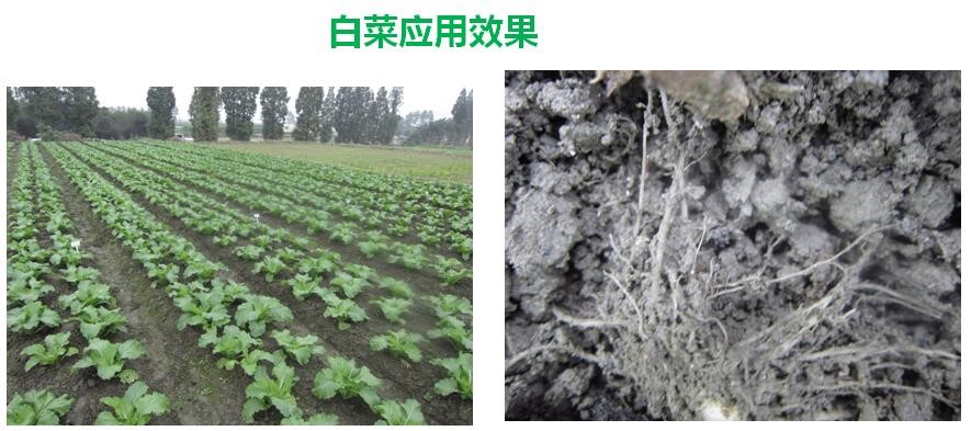 氨基寡糖素 - 植物的免疫衛(wèi)士，根結(jié)線蟲的克星