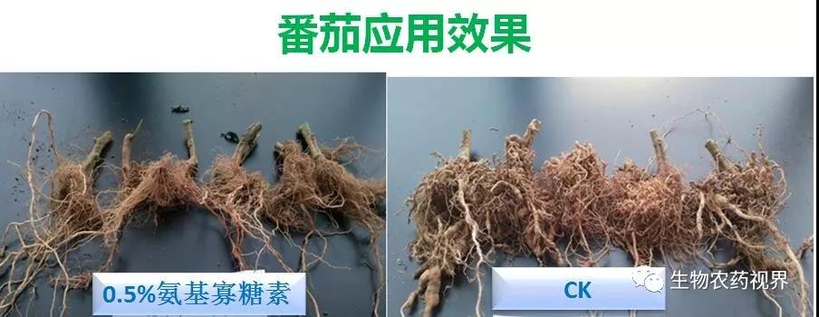 氨基寡糖素 - 植物的免疫衛(wèi)士，根結(jié)線蟲的克星
