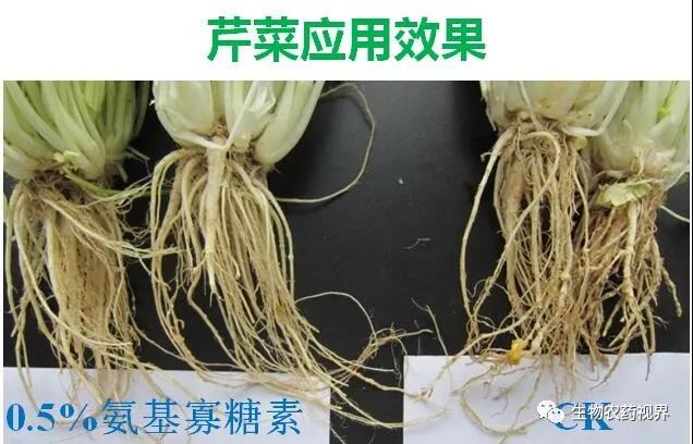 氨基寡糖素 - 植物的免疫衛(wèi)士，根結(jié)線蟲的克星