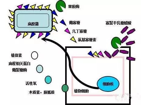 氨基寡糖素 - 植物的免疫衛(wèi)士，根結(jié)線蟲的克星