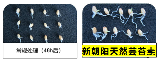 小麥拌種選新朝陽(yáng)天然蕓苔素，讓小麥高產(chǎn)贏在起跑線上?。ㄐ←溤谑裁磿r(shí)候用蕓苔素效果最佳）