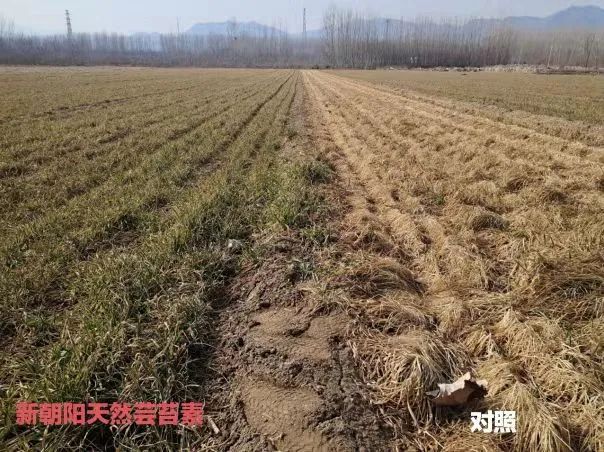 小麥拌種選新朝陽(yáng)天然蕓苔素，讓小麥高產(chǎn)贏在起跑線上?。ㄐ←溤谑裁磿r(shí)候用蕓苔素效果最佳）