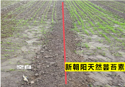 小麥拌種選新朝陽(yáng)天然蕓苔素，讓小麥高產(chǎn)贏在起跑線上?。ㄐ←溤谑裁磿r(shí)候用蕓苔素效果最佳）